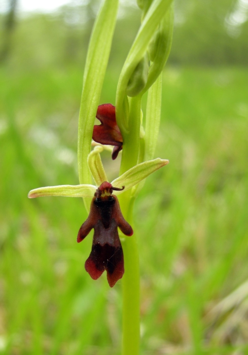 Ophrys insectifera